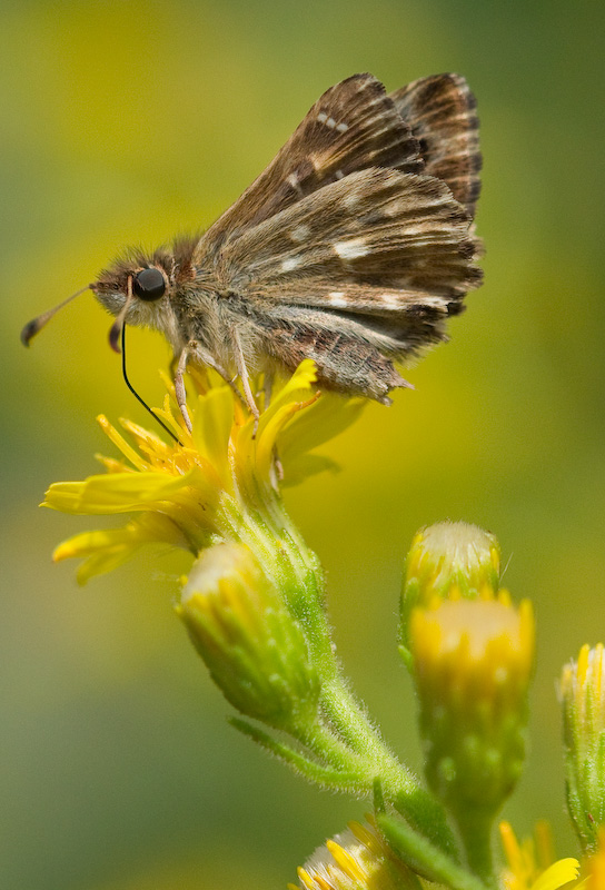 Carcharodus alceae
